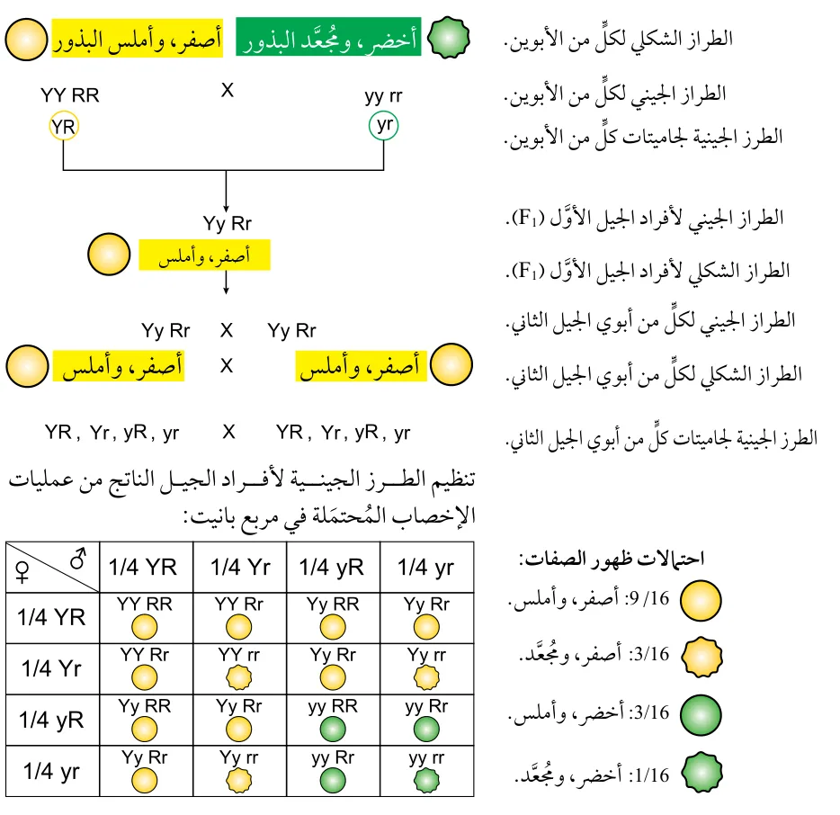 الشكل (9): وراثة صفتي لون البذور وشكلها معاً في نبات البازيلاء، وسيادة أليل لون البذور الصفراء Y على أليل لون البذور الخضراء y، وسيادة أليل البذور الملساء R على أليل البذور المجعدة r.