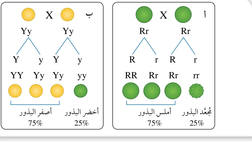 الشكل (10): النسب المتوقعة عند دراسة كل صفة من الصفتين بصورة مستقلة عن الأخرى: (أ): شكل البذور. (ب): لون البذور.