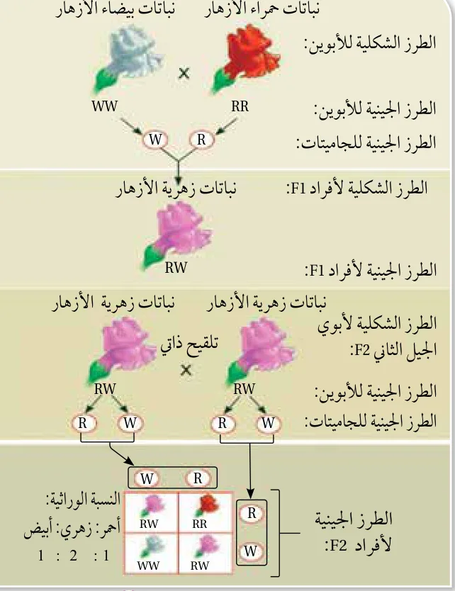 الشكل (11): توارث صفة لون الأزهار في نبات فم السمكة.