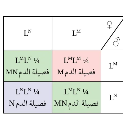 مربع بانيت لتوارث فصيلة الدم وفق نظام MN.