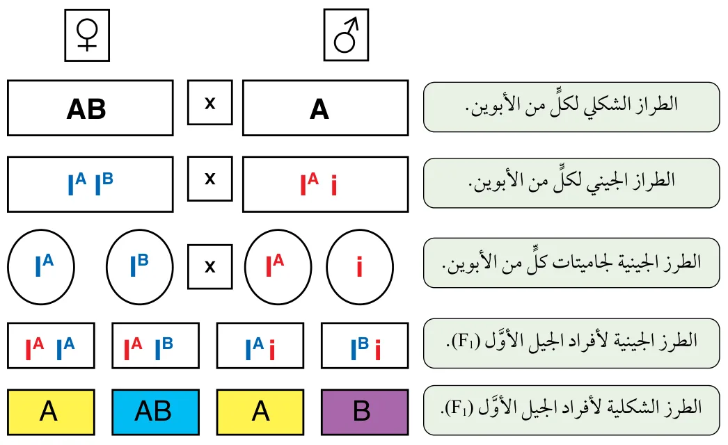 الشكل (13): وراثة صفة فصائل الدم لإحدى العائلات بحسب نظام ABO.