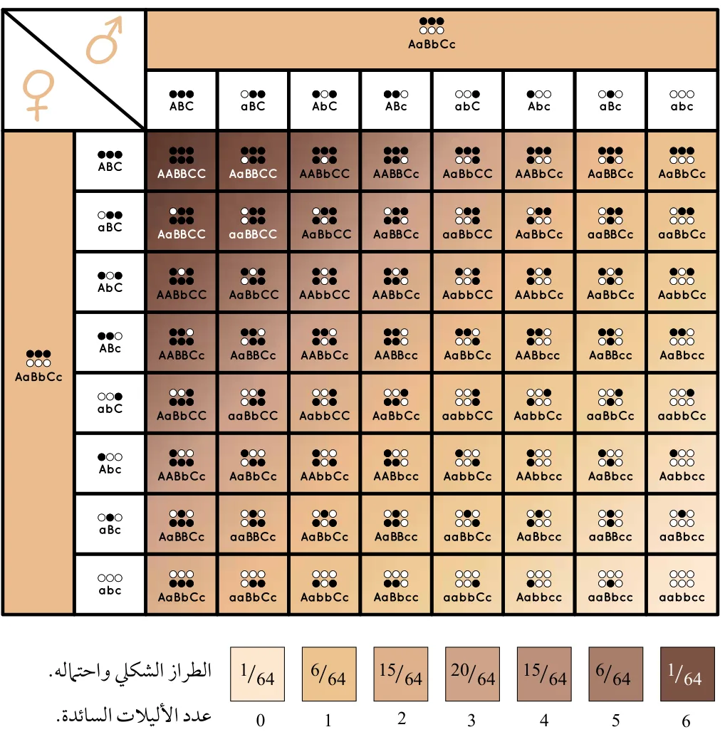 الشكل (16): توارث صفة لون الجلد إذا كان كلا الأبوين غير متماثل الأليلات للجينات الثلاثة المسؤولة عنها في جسم الإنسان. أستنتج احتمال إنجاب فرد طرازه الجيني AABBCC.