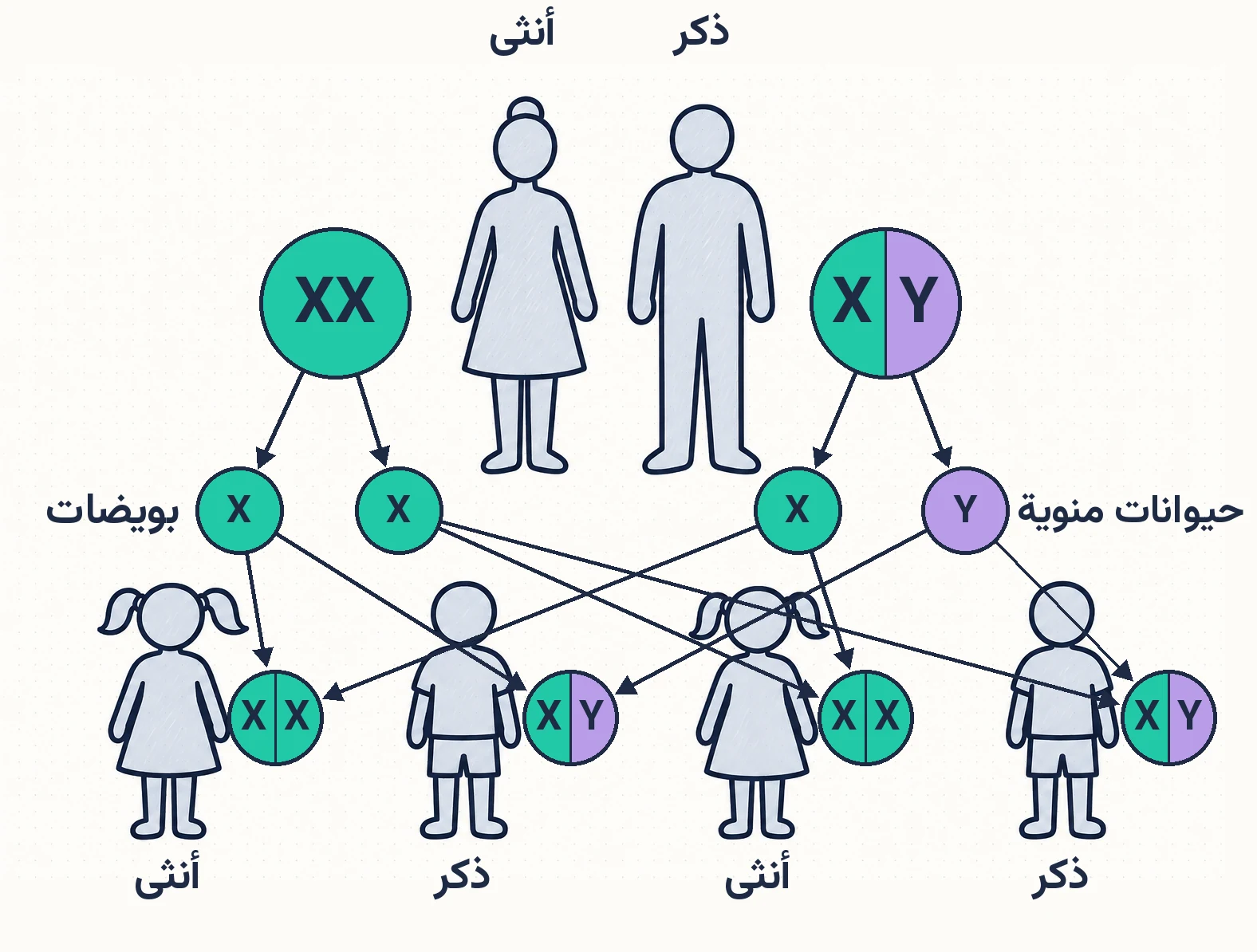 الشكل (17): تحديد الجنس في الإنسان.