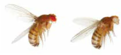 الشكل (18): العيون الحمراء والعيون البيضاء في ذبابة الفاكهة.