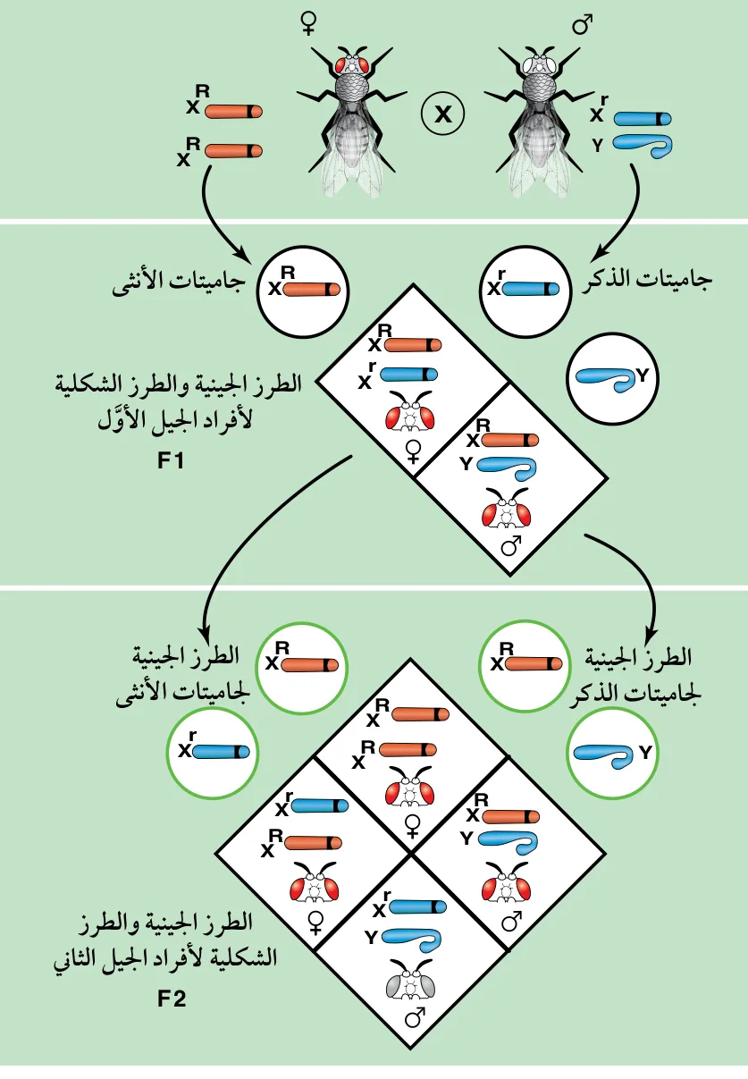 الشكل (19): توارث صفة لون العينين في حشرة ذبابة الفاكهة.