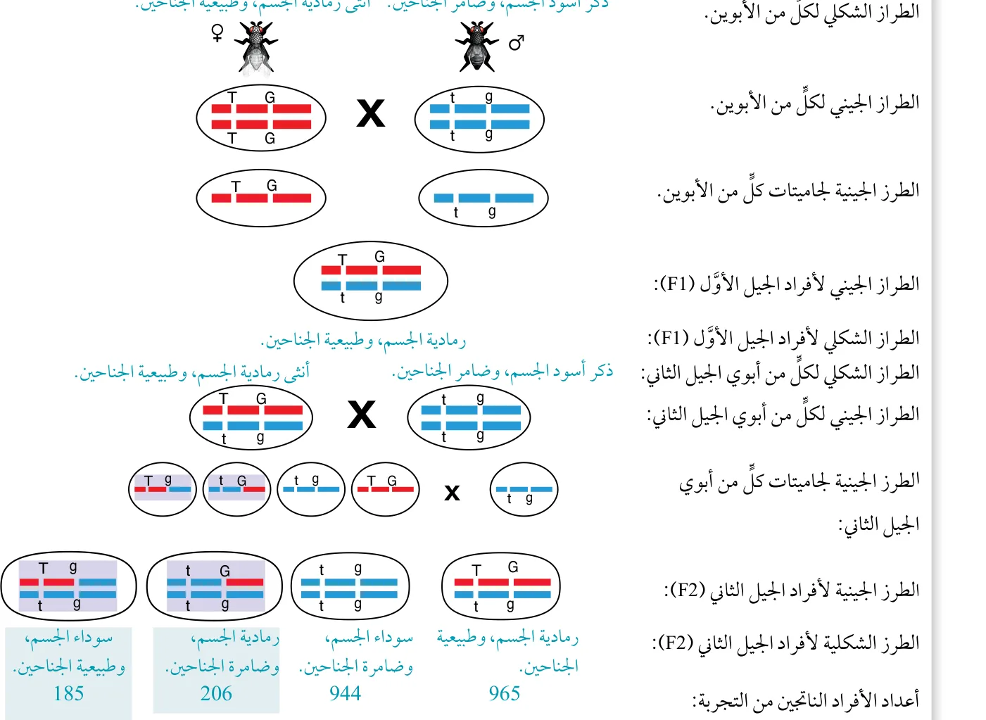 الشكل (22): نتائج تجربة مورغان الخاصة بدراسة صفتي حجم الجناح ولون الجسم في حشرة ذبابة الفاكهة.
