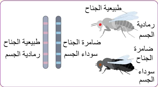 الكروموسومان وصفتا حجم الجناح ولون الجسم في ذبابة الفاكهة (المثال 7).