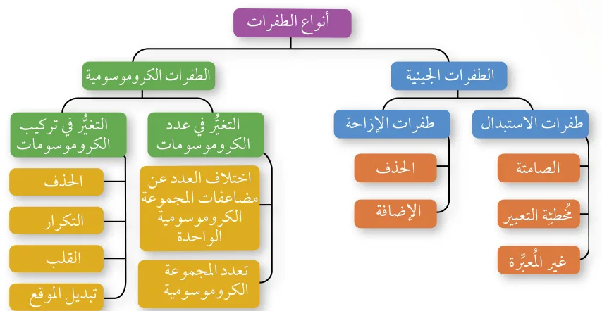 الشكل (26): أنواع الطفرات.