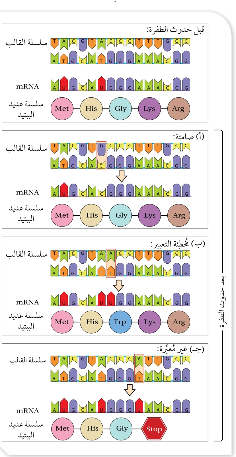 الشكل (27): طفرة الاستبدال