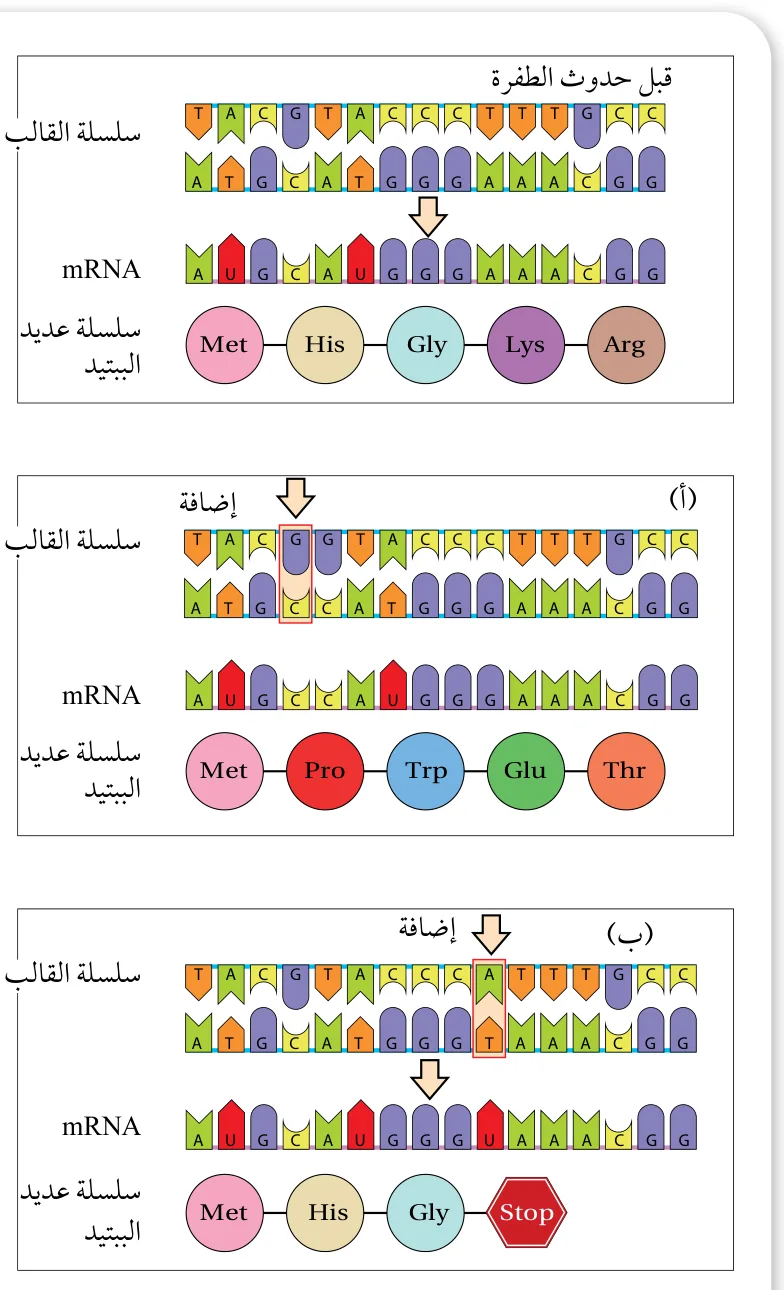 الشكل (28): طفرة الإزاحة