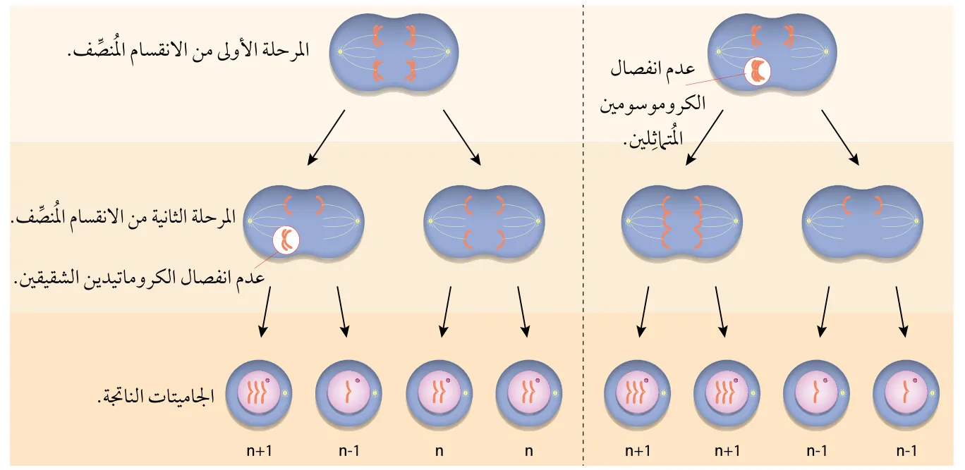 الشكل (29)