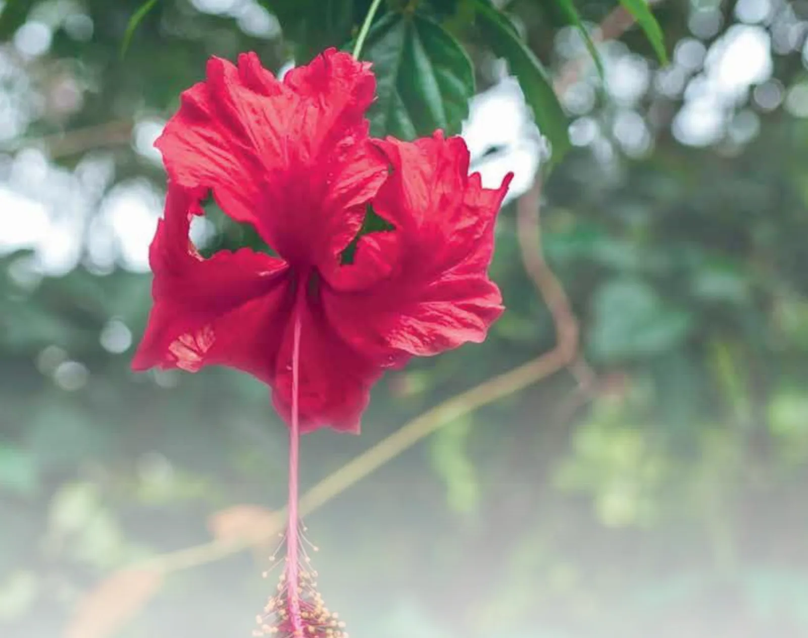 الشكل (32): نبات الكركديه الصيني Hibiscus rosa متعدد المجموعة الكروموسومية.