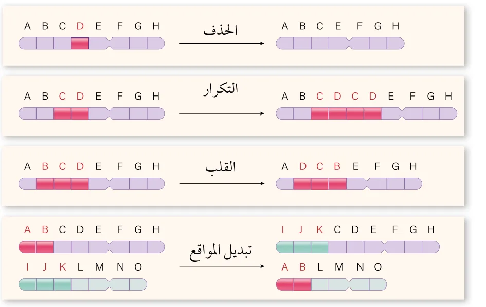 الشكل (34): طفرات تُغيّر في تركيب الكروموسوم.
