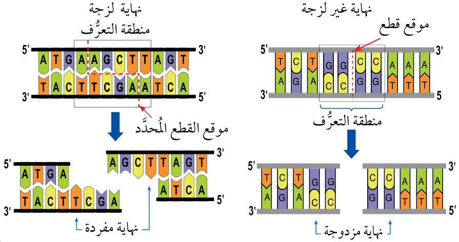 الشكل (4): قطع DNA ناتجة من إنزيمات قطع مُحدَّد ذات نهايات غير لزجة وأخرى لزجة.