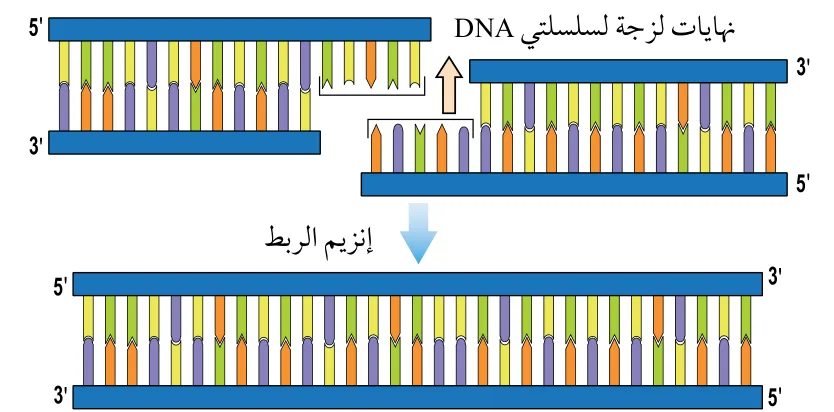 الشكل (5): آليَّة عمل إنزيم الربط. أُوضِّح نوع الروابط التي يُكوّنها إنزيم الربط.