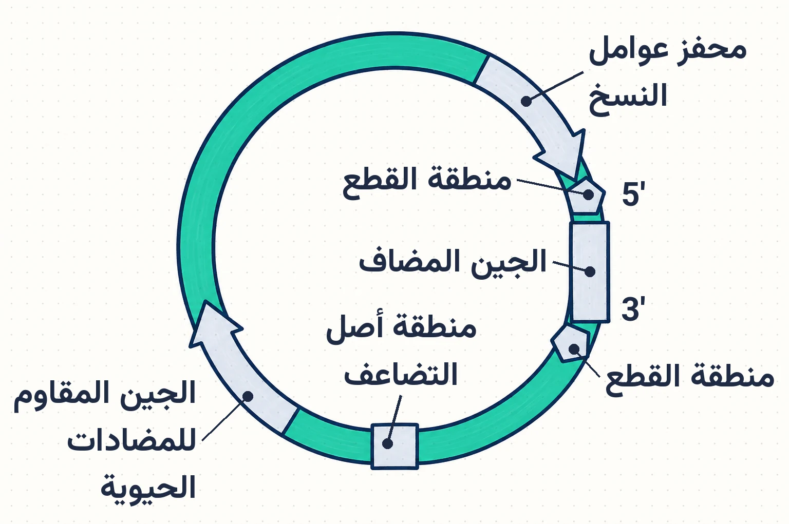 الشكل (6): البلازميد المُعاد تركيبه.