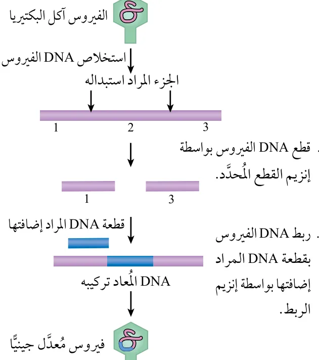 الشكل (7): التعديل الجيني للفيروس آكل البكتيريا.