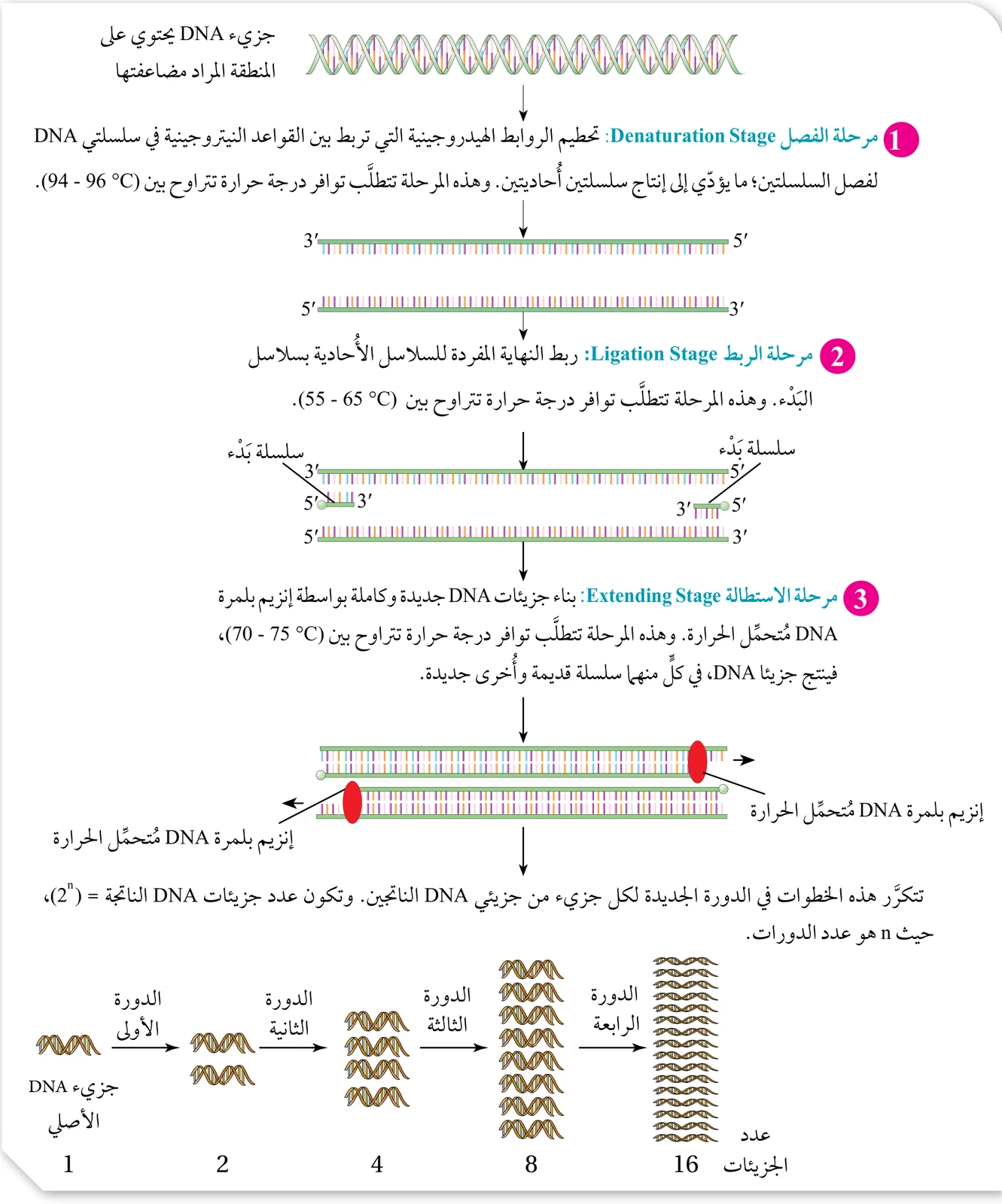 الشكل (9): خطوات تفاعل إنزيم البلمرة المُتسلسل. أحسُب عدد جزيئات DNA الناتجة بعد 5 دورات في جهاز الدورية الحرارية.