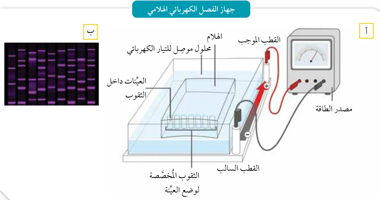 الشكل (10): أ. الفصل الكهربائي الهلامي. ب. صورة العينات الناتجة من الفصل الكهربائي الهلامي.