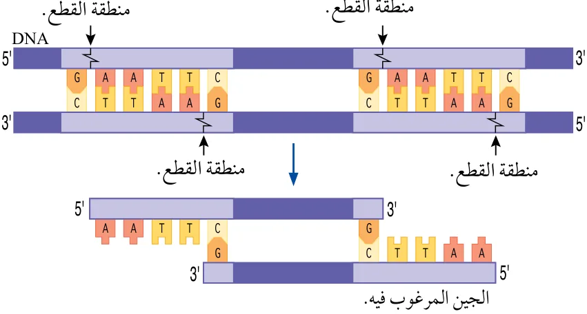 الشكل (12): قطع DNA لعزل الجين المرغوب باستخدام إنزيم قطع مُحدَّد.