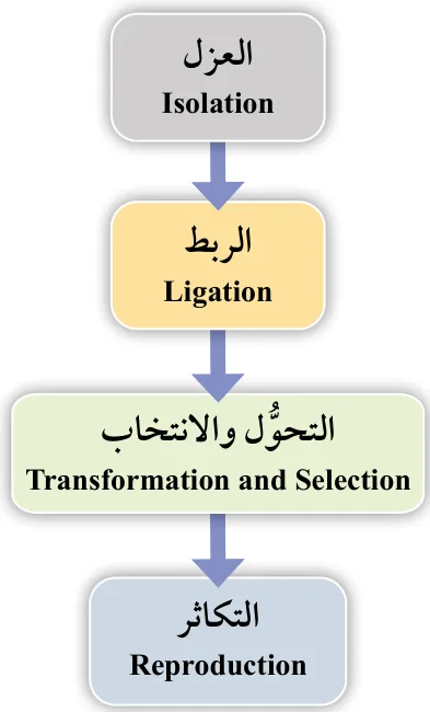 خطوات هندسة الجينات