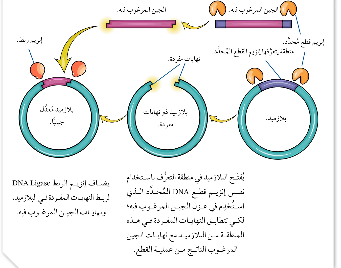 الشكل (15): تعديل البلازميد جينيًا.