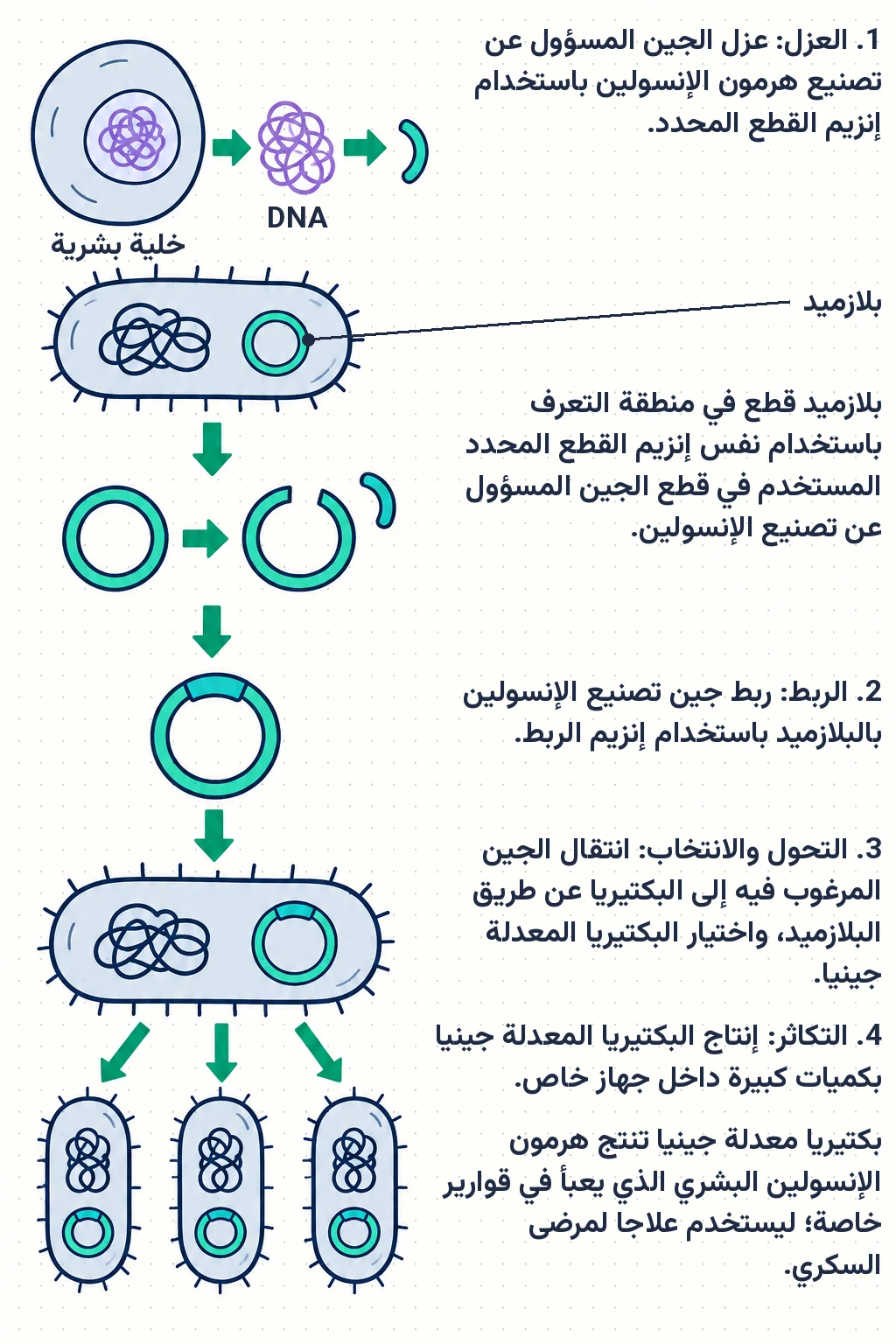 الشكل (18): خطوات إنتاج هرمون الإنسولين البشري باستخدام هندسة الجينات.