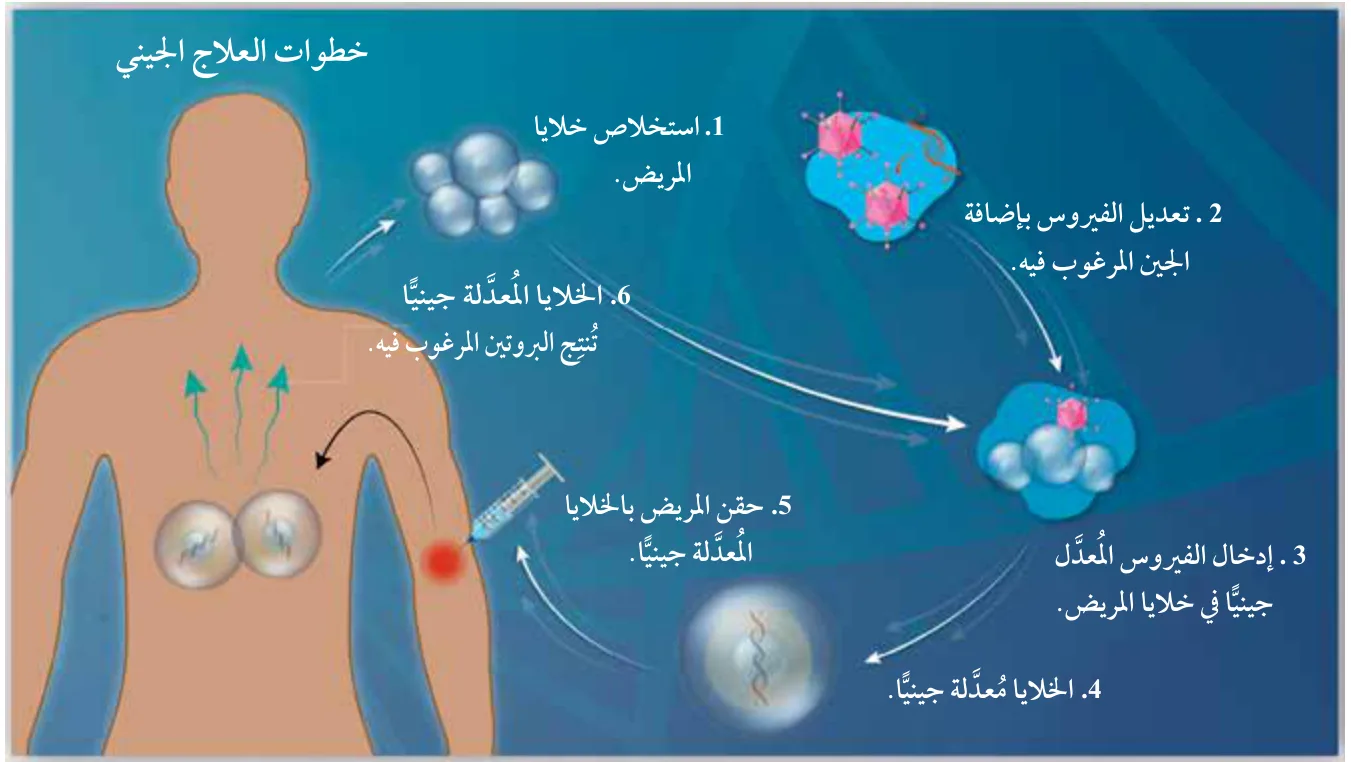 الشكل (19): خطوات العلاج الجيني. أتبع خطوات العلاج الجيني.