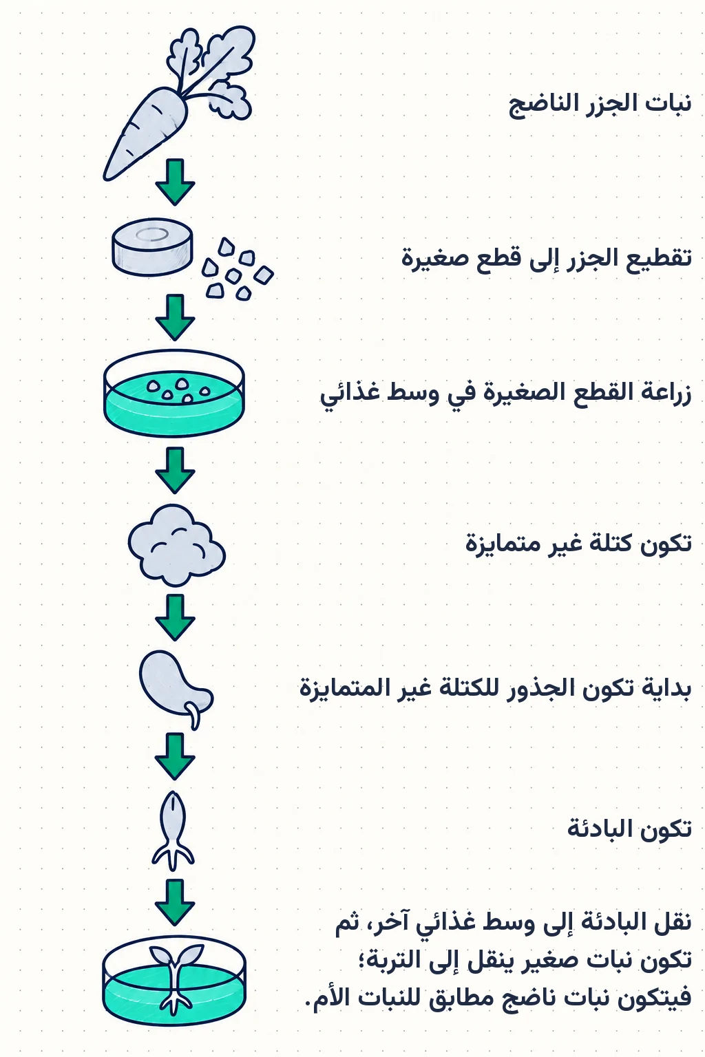 الشكل (20): تجربة العالم ستيوارد لاستنساخ نبات الجزر.
