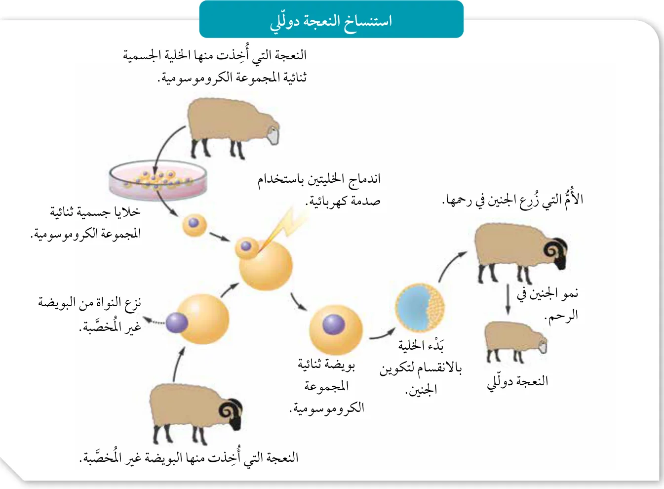الشكل (21): استنساخ النعجة دولّي.