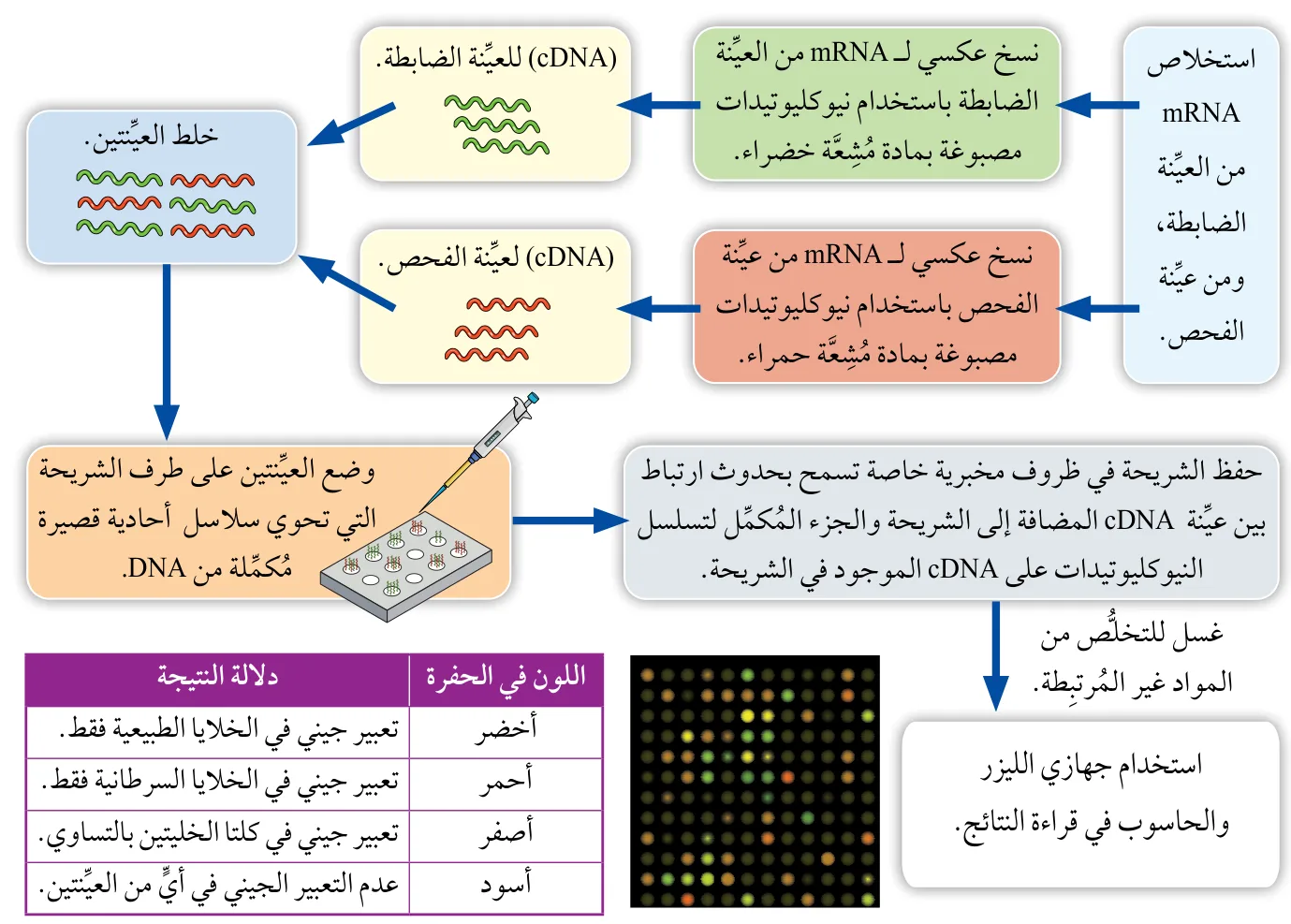 خطوات استخدام مصفوفة DNA الدقيقة في مقارنة التعبير الجيني للخلايا