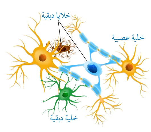 الشكل (2): الخلايا العصبية والخلايا الدبقية.