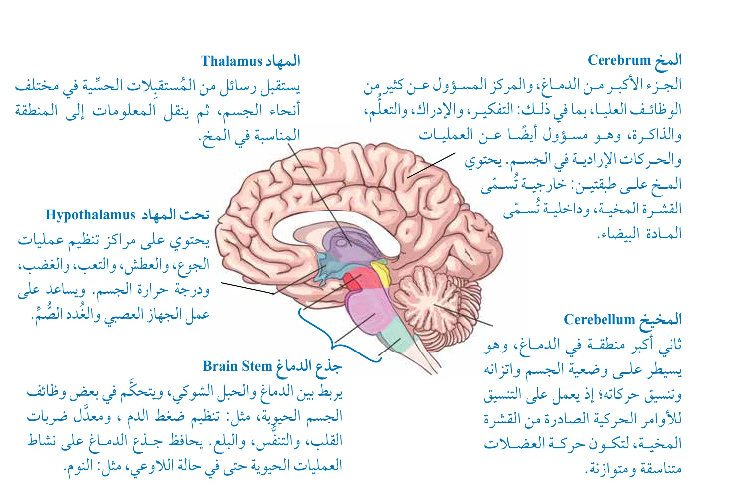 الشكل (3): مقطع في دماغ الإنسان يُبيِّن أجزاءه الرئيسة، ووظائفها.