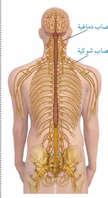 الشكل (4/أ): أعصاب الجهاز العصبي الطرفي.