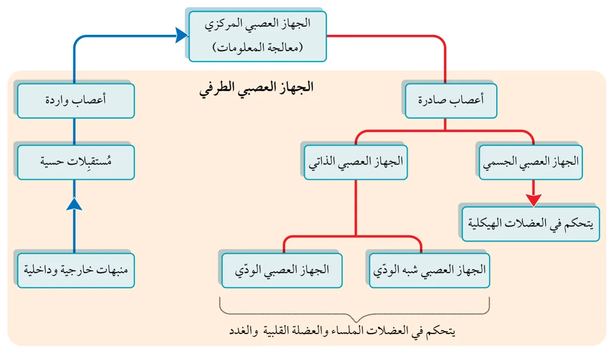 الشكل (4/ب): التسلسل الوظيفي للجهاز العصبي الطرفي.