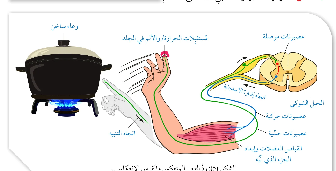 الشكل (5): رد الفعل المنعكس والقوس الانعكاسي.