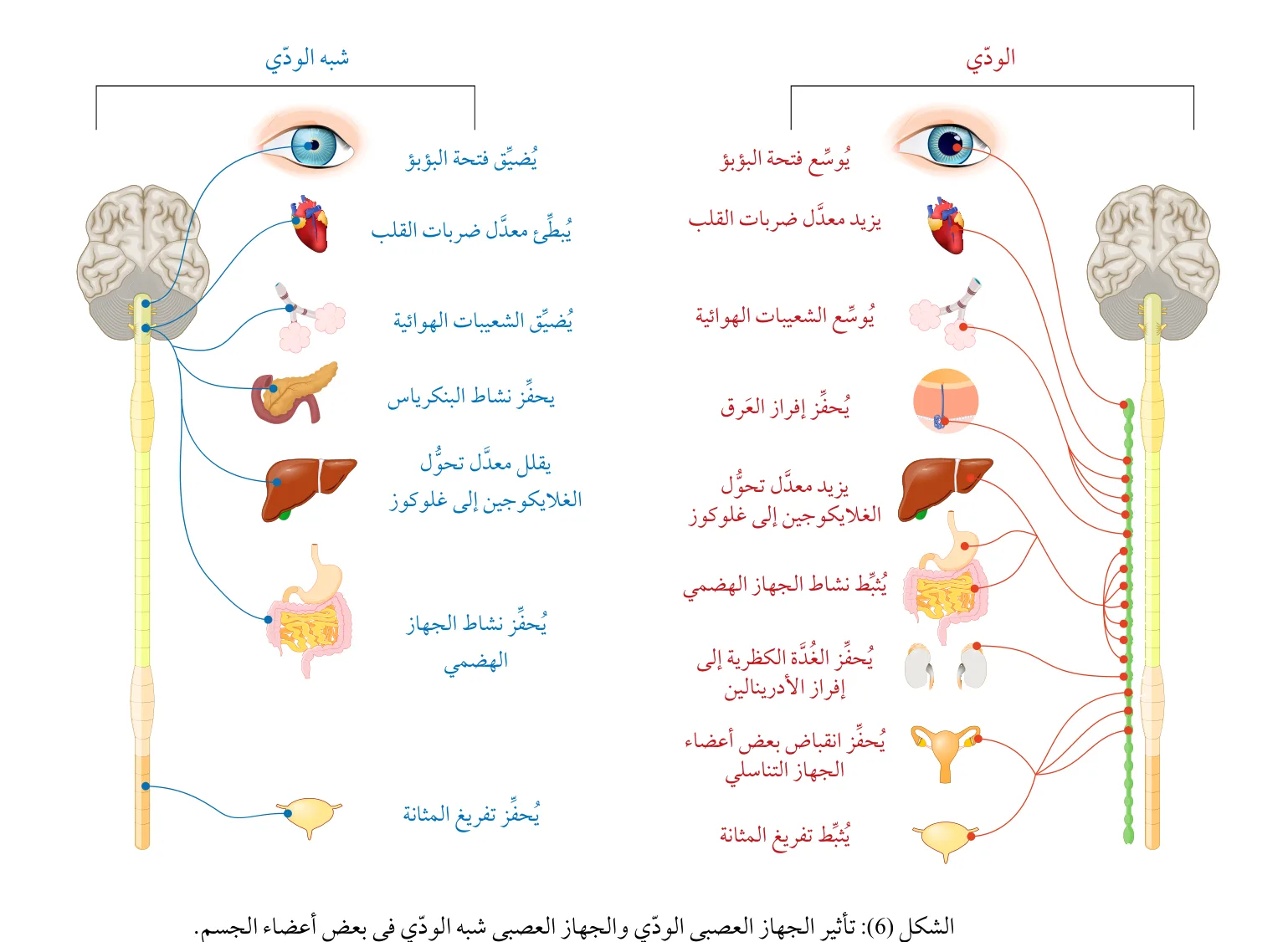 الشكل (6): تأثير الجهاز العصبي الودي والجهاز العصبي شبه الودي في بعض أعضاء الجسم.