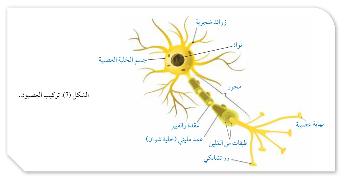 الشكل (7): تركيب العصبون.
