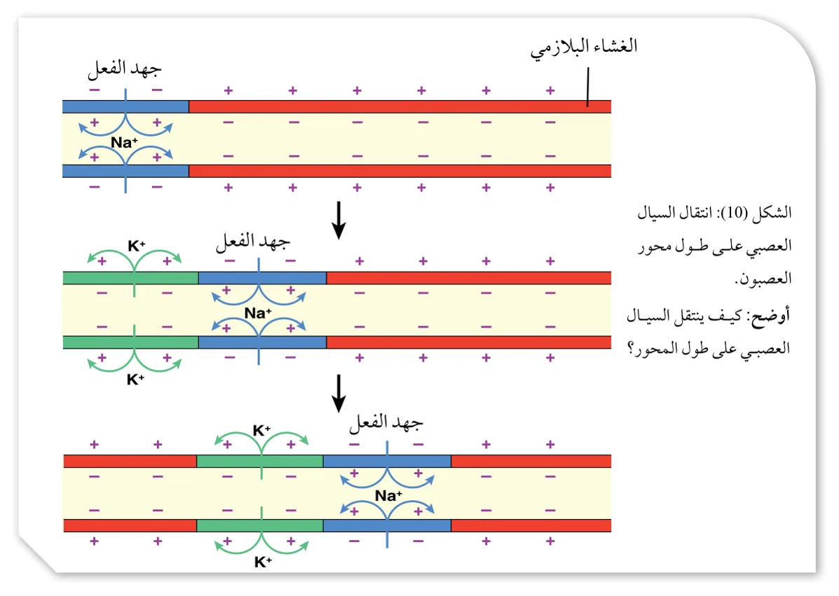 الشكل (10): انتقال السيال العصبي على طول محور العصبون.