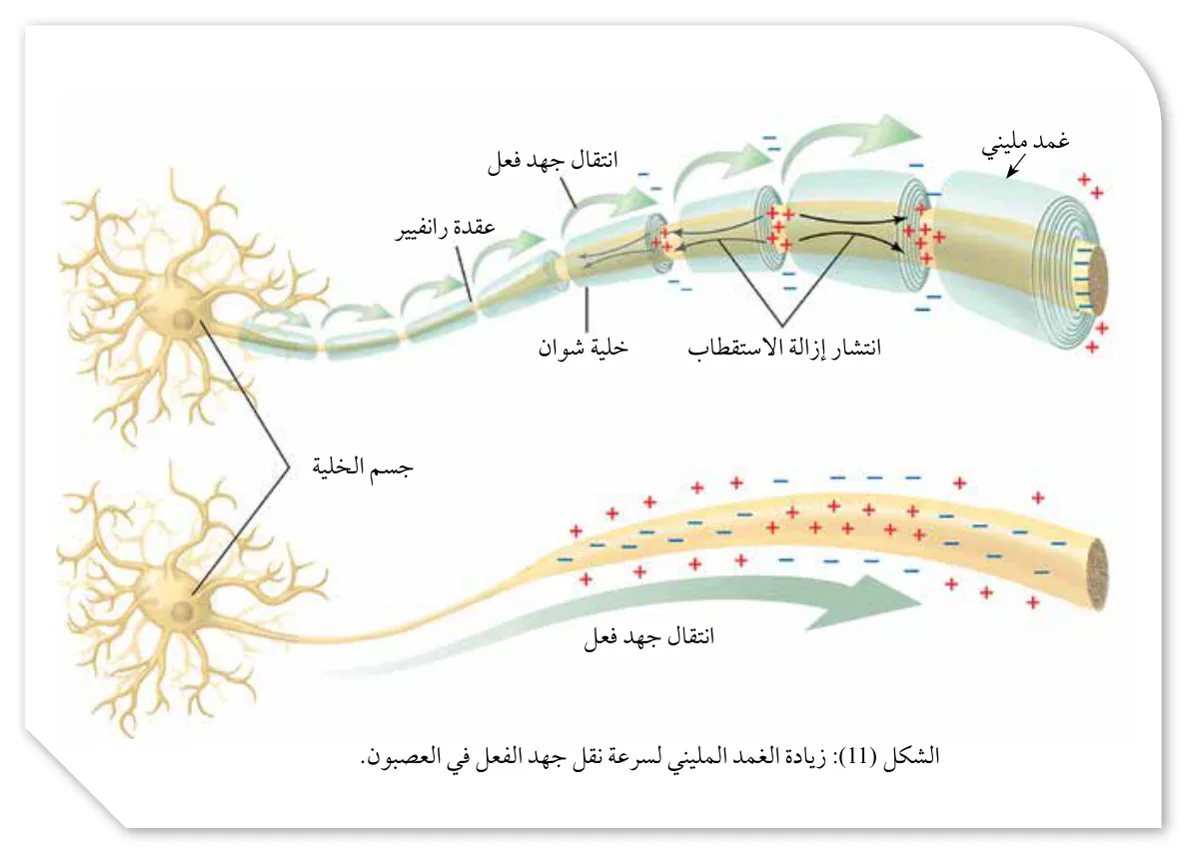 الشكل (11): زيادة الغمد المليني لسرعة نقل جهد الفعل في العصبون.