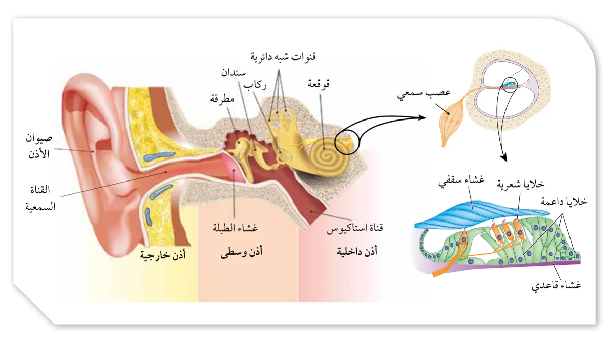 الشكل (13): تركيب الأذن.