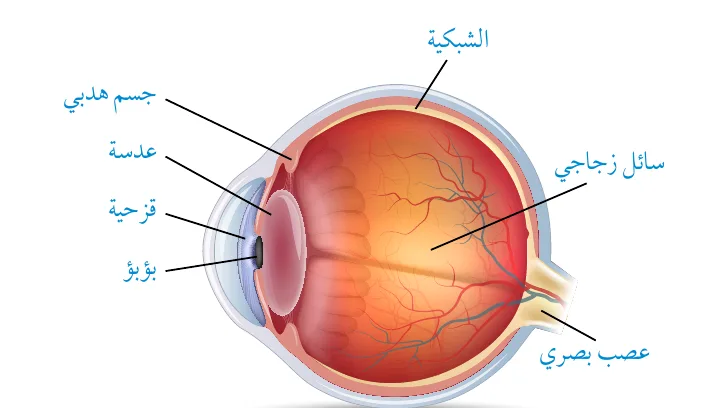 الشكل (14): تركيب العين.