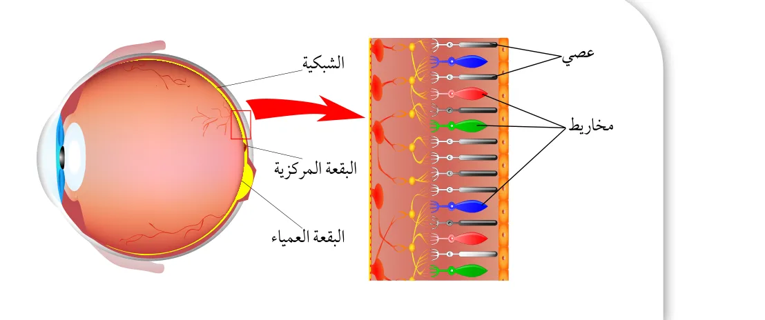 الشكل (15): مستقبلات الضوء في شبكية العين.