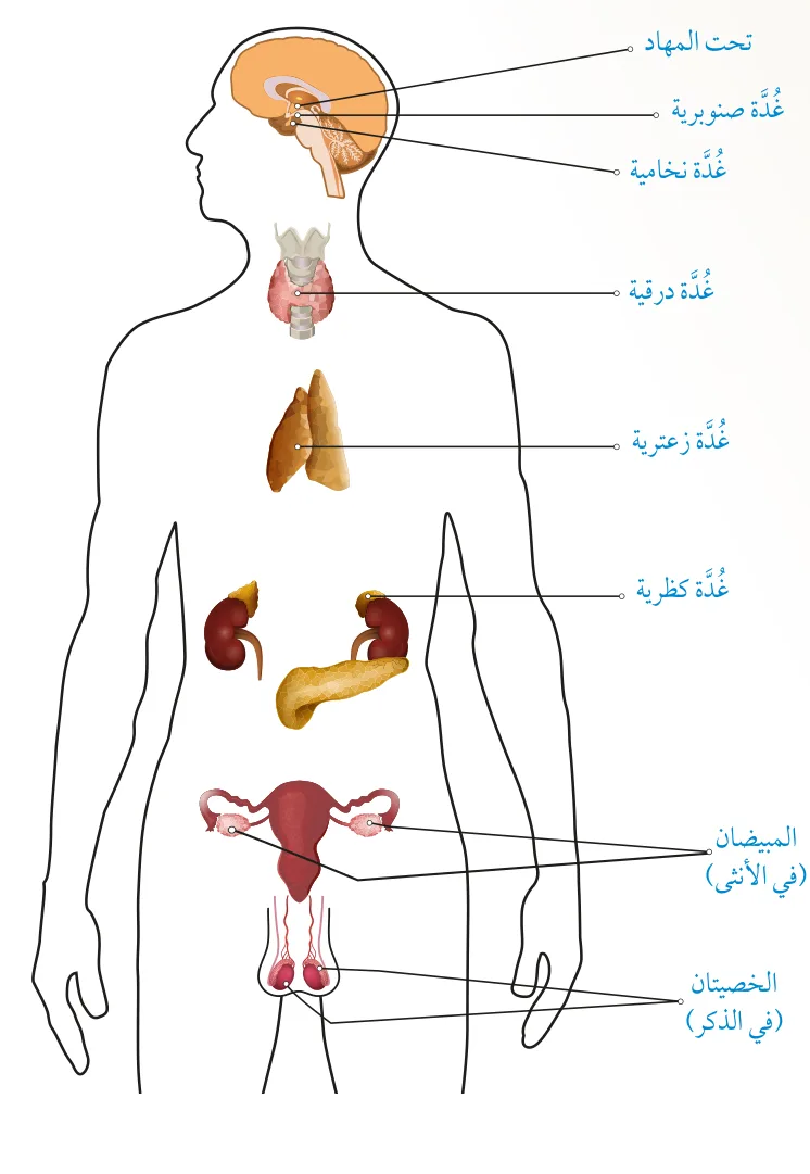 الشكل (16): بعض الغدد الصم في جسم الإنسان.