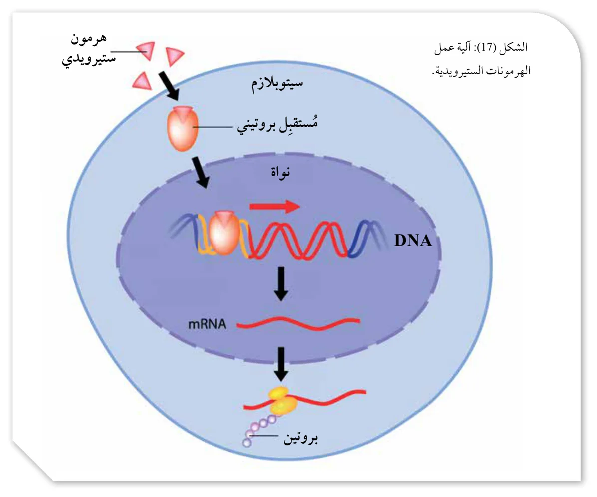 الشكل (17): آلية عمل الهرمونات الستيرويدية.