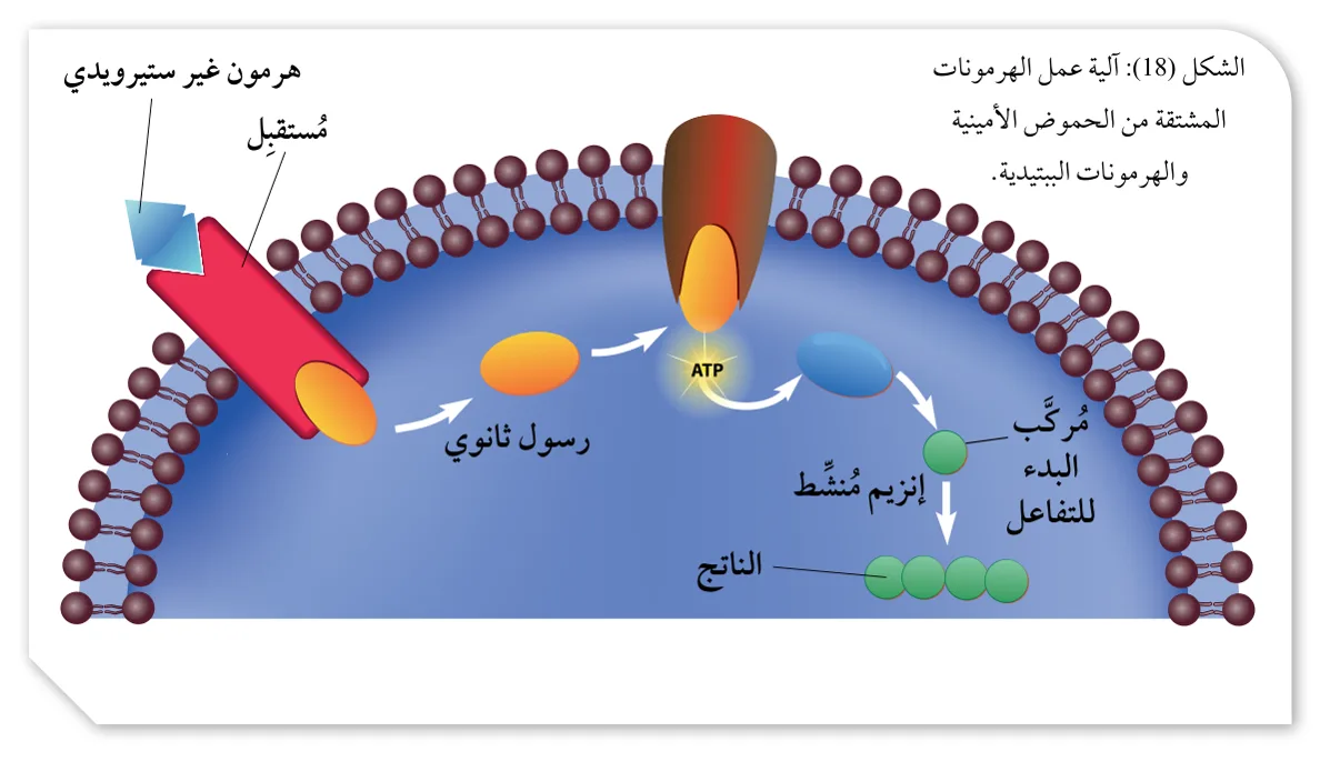 الشكل (18): آلية عمل الهرمونات المشتقة من الحموض الأمينية والهرمونات الببتيدية.