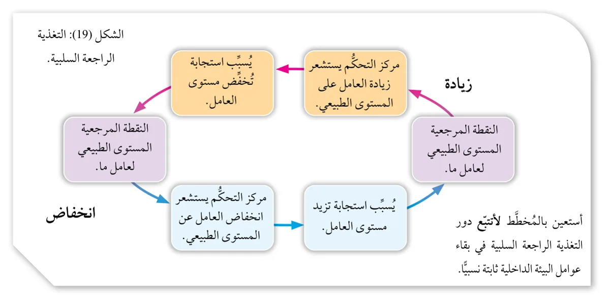 الشكل (19): التغذية الراجعة السلبية.