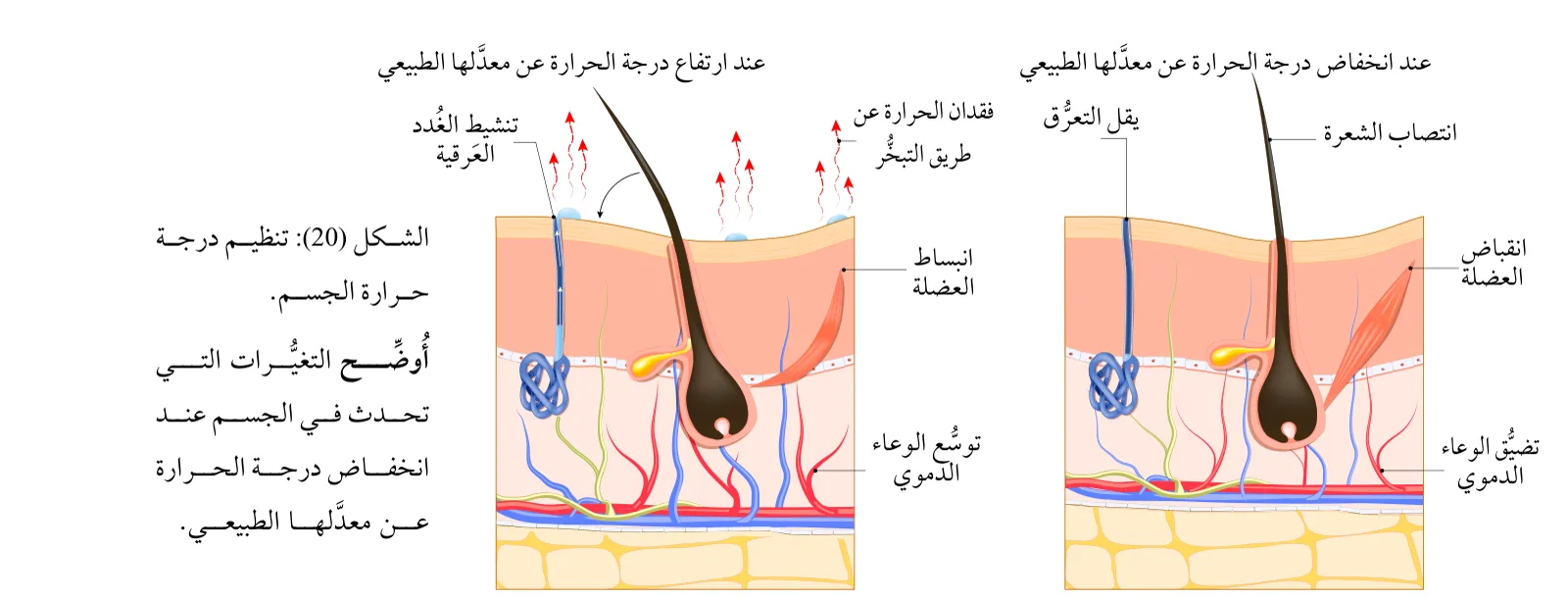الشكل (20): تنظيم درجة حرارة الجسم.
