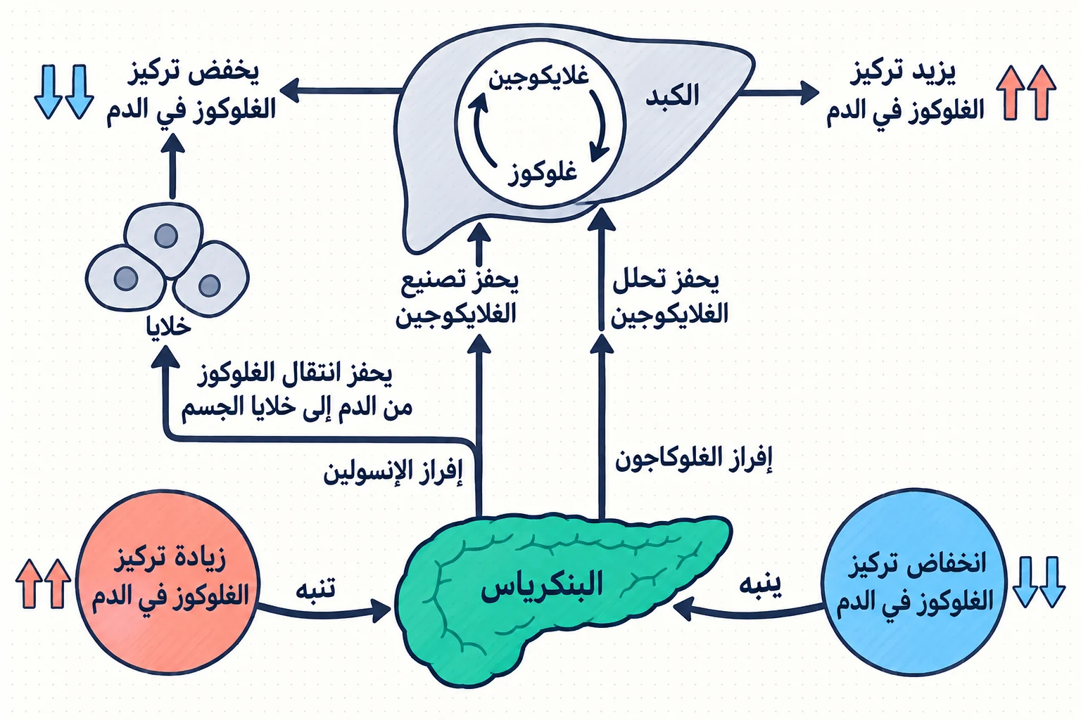 الشكل (22): دور هرموني الإنسولين والغلوكاجون في تنظيم مستويات الغلوكوز في الدم.