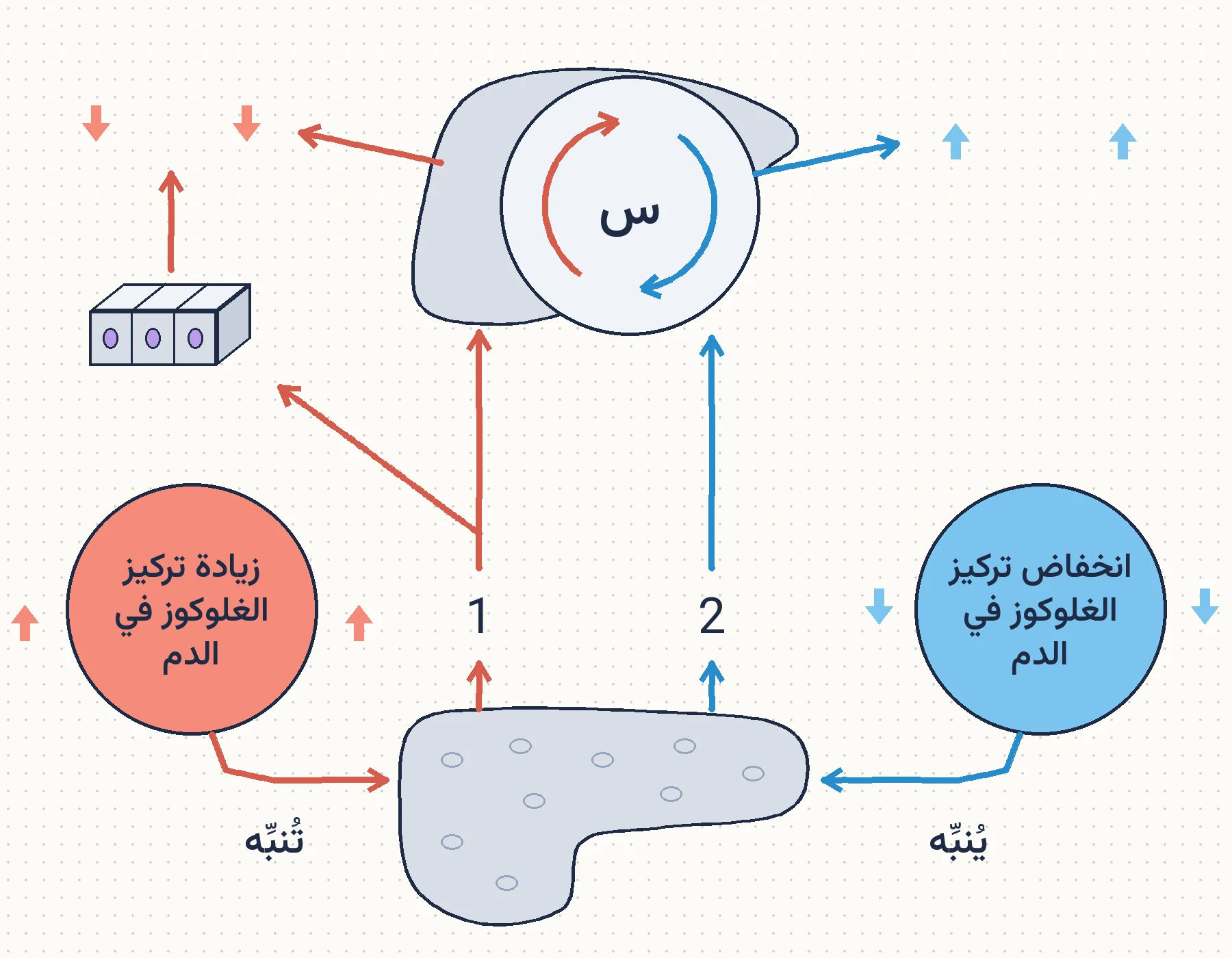التغذية الراجعة السلبية في تنظيم الغلوكوز في الدم (السؤال السابع، الرموز س و1 و2)